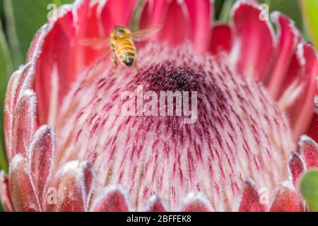 Protea Blume im Makro mit Honigbiene im Flug Stockfoto