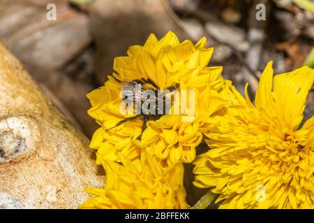 Hummel in Coreopsis Blume Stockfoto