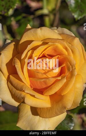 Rose aus Gelbgold Stockfoto