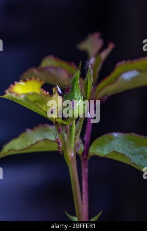 Blattläuse auf rose Knospe Stockfoto