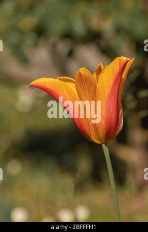 Gelbe und rote Tulpe auf natürlichem Hintergrund Stockfoto