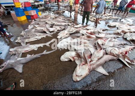 Fischmarkt. Fisch auf dem Boden. Haie tot auf dem Boden. Eine Reihe von großen, sektionierten Fischen. Ort: Negombo, Sri Lanka. Stockfoto