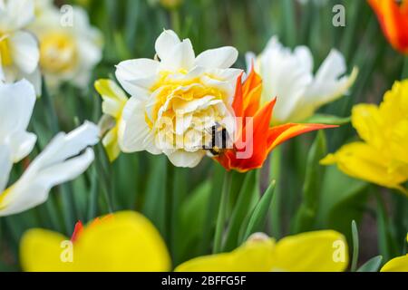 Eine Hummel auf einer Narzisse in einem Blumenfeld mit schönen Farben Stockfoto