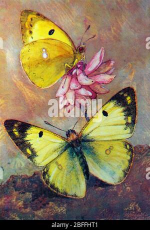 Colias Hyale, blass gelben Schmetterling getrübt Stockfoto