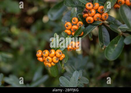 Die Zweige der Pflanze, deren lateinischer Name pyracantha coccinea ist, Blätter und Orangenfrüchte Nahaufnahme. Stockfoto