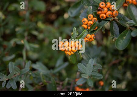 Die Zweige der Pflanze, deren lateinischer Name pyracantha coccinea ist, Blätter und Orangenfrüchte Nahaufnahme. Stockfoto
