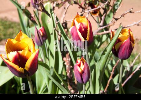 Tulpen (Tulipa) Bi Color Stockfoto