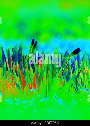 Infrarotbild eines Frühlings Blüten in Blumenbeet. Infrarot- oder Thermografie-Foto Stockfoto