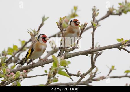 Ein Paar Goldfinken- Carduelis carduelis Barsche auf Apfelblüten-Malus. Feder. Stockfoto