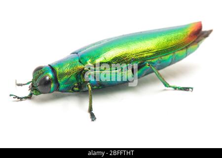 Schmuckkäfer (Chrysochroa fulminans) isoliert auf weißem Hintergrund. Stockfoto