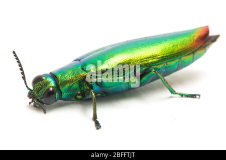 Schmuckkäfer (Chrysochroa fulminans) isoliert auf weißem Hintergrund. Stockfoto