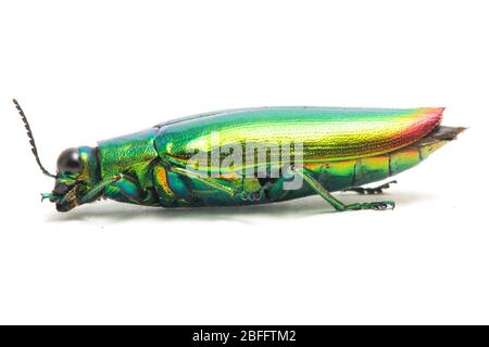 Schmuckkäfer (Chrysochroa fulminans) isoliert auf weißem Hintergrund. Stockfoto