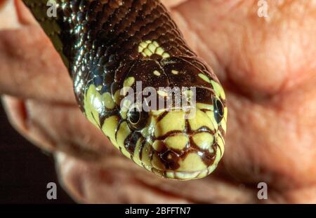 Eine kalifornische Eisschlange (Lampropeltis getula californiae) wird bei einer Reptiliendemonstration in einem Naturschutzgebiet in Laguna Beach, CA, ausgestellt. Stockfoto