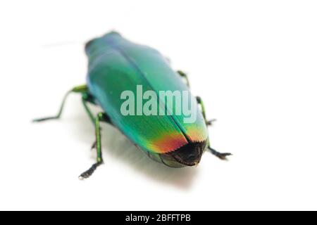 Schmuckkäfer (Chrysochroa fulminans) isoliert auf weißem Hintergrund. Stockfoto
