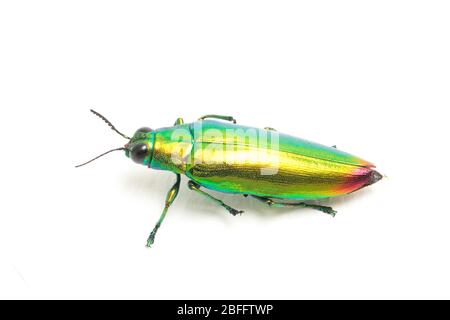 Schmuckkäfer (Chrysochroa fulminans) isoliert auf weißem Hintergrund. Stockfoto