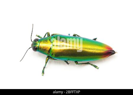 Schmuckkäfer (Chrysochroa fulminans) isoliert auf weißem Hintergrund. Stockfoto