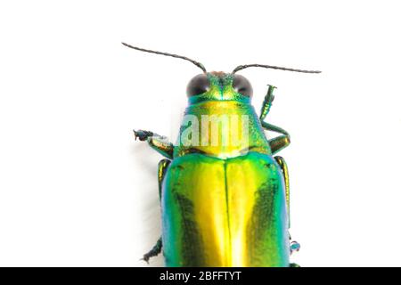 Schmuckkäfer (Chrysochroa fulminans) isoliert auf weißem Hintergrund. Stockfoto