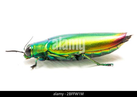 Schmuckkäfer (Chrysochroa fulminans) isoliert auf weißem Hintergrund. Stockfoto