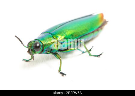 Schmuckkäfer (Chrysochroa fulminans) isoliert auf weißem Hintergrund. Stockfoto