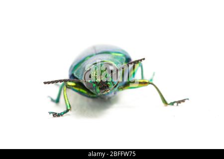 Schmuckkäfer (Chrysochroa fulminans) isoliert auf weißem Hintergrund. Stockfoto