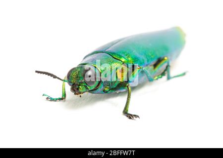 Schmuckkäfer (Chrysochroa fulminans) isoliert auf weißem Hintergrund. Stockfoto