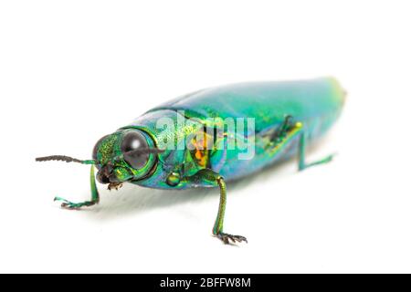 Schmuckkäfer (Chrysochroa fulminans) isoliert auf weißem Hintergrund. Stockfoto