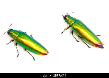 Schmuckkäfer (Chrysochroa fulminans) isoliert auf weißem Hintergrund. Stockfoto
