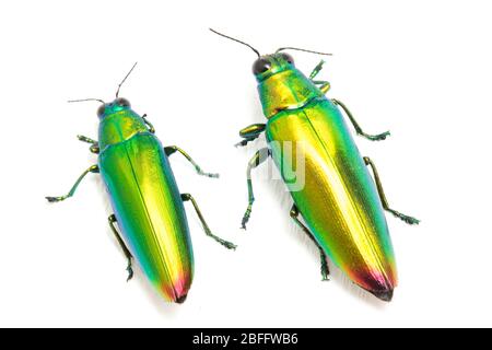 Schmuckkäfer (Chrysochroa fulminans) isoliert auf weißem Hintergrund. Stockfoto
