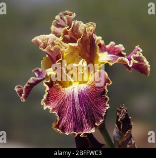 Eine wunderschöne burgunderrote und goldene Iris Blume mit Spitzen-Blütenblättern und gelbem Bart. Stockfoto