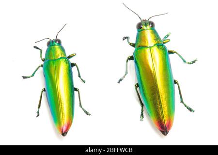 Schmuckkäfer (Chrysochroa fulminans) isoliert auf weißem Hintergrund. Stockfoto