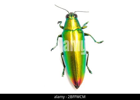 Schmuckkäfer (Chrysochroa fulminans) isoliert auf weißem Hintergrund. Stockfoto