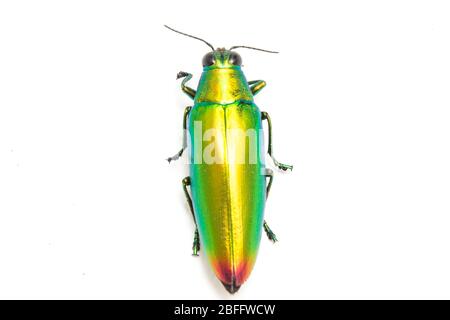 Schmuckkäfer (Chrysochroa fulminans) isoliert auf weißem Hintergrund. Stockfoto