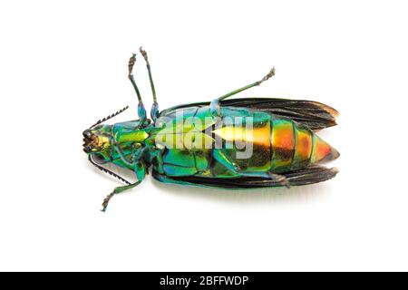 Schmuckkäfer (Chrysochroa fulminans) isoliert auf weißem Hintergrund. Stockfoto