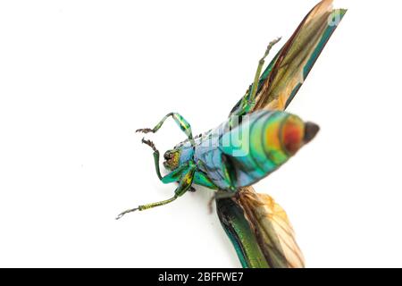Schmuckkäfer (Chrysochroa fulminans) isoliert auf weißem Hintergrund. Stockfoto