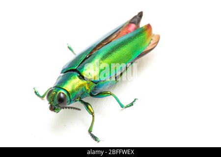 Schmuckkäfer (Chrysochroa fulminans) isoliert auf weißem Hintergrund. Stockfoto