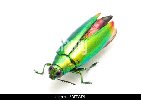 Schmuckkäfer (Chrysochroa fulminans) isoliert auf weißem Hintergrund. Stockfoto