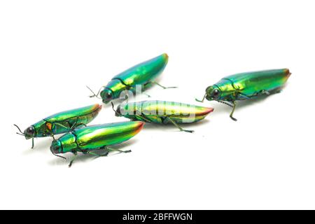 Schmuckkäfer (Chrysochroa fulminans) isoliert auf weißem Hintergrund. Stockfoto