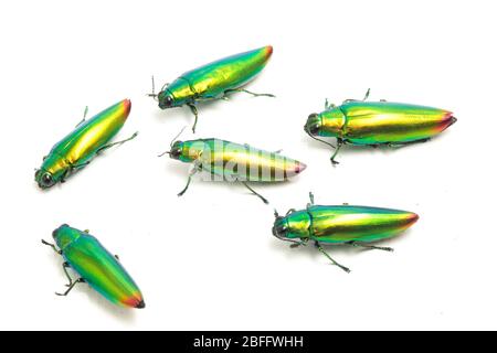 Schmuckkäfer (Chrysochroa fulminans) isoliert auf weißem Hintergrund. Stockfoto