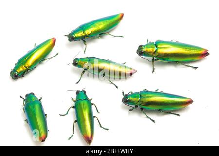 Schmuckkäfer (Chrysochroa fulminans) isoliert auf weißem Hintergrund. Stockfoto