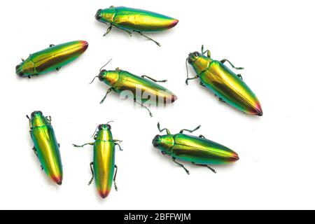 Schmuckkäfer (Chrysochroa fulminans) isoliert auf weißem Hintergrund. Stockfoto