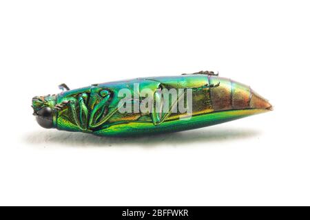 Schmuckkäfer (Chrysochroa fulminans) isoliert auf weißem Hintergrund. Stockfoto