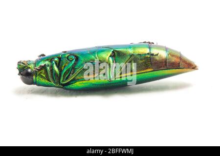 Schmuckkäfer (Chrysochroa fulminans) isoliert auf weißem Hintergrund. Stockfoto