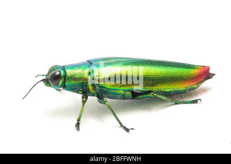 Schmuckkäfer (Chrysochroa fulminans) isoliert auf weißem Hintergrund. Stockfoto