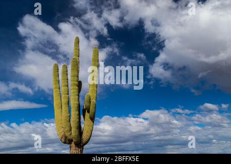 Saguaro Kaktus (Carnegia gigantea) in der Sonora Wüste von Arizona. Tiefblauer Himmel und Wolken im Hintergrund. Stockfoto