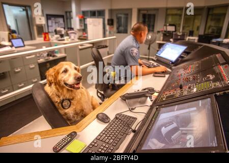 Ein Komforthund trägt ihre offizielle Jacke und interagiert mit dem Personal der Polizeibehörde in Hawthorne, CA. Stockfoto