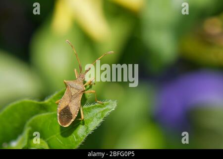 Kistenbug (Gonocerus acuteangulatus) auf einem Blatt des Großen Periwinkle (Vinca major) in einem Garten, Wiltshire, Großbritannien, April. Stockfoto