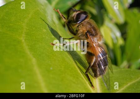 Hoverfly / Drohnenfliege (Eristalis tenax) Sonnenbaden auf einem Blatt, Wiltshire Garden, UK, März. Stockfoto
