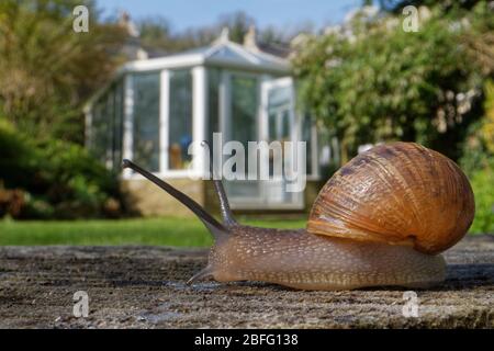 Gartenschnecke (Cornu aspersum), die mit Gebäuden und einem Gewächshaus im Hintergrund kriecht, Wiltshire, Großbritannien. Aufgenommen während der Sperrung des Coronavirus. Stockfoto