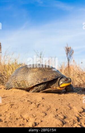 Blanding's Turtle (Emydoidea blandingii), Great Lakes Region, USA, von Dominique Braud/Dembinsky Photo Assoc Stockfoto