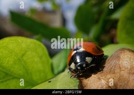 Marienkäfer (Coccinnella septempunctata), der sich auf einem Blatt in einem Garten in Wiltshire, Großbritannien sonnen. Aufgenommen während der Sperrung des Conornavirus. Stockfoto